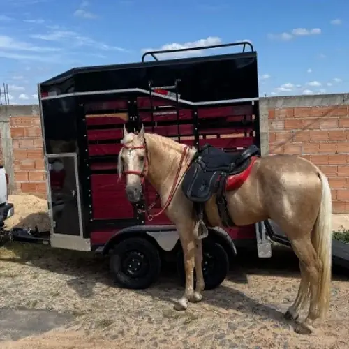 Carretinha para cavalo com o animal ao lado