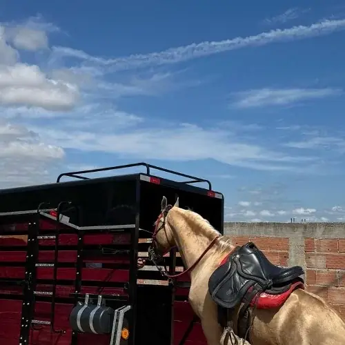Carretinha para Cavalo, foto 7